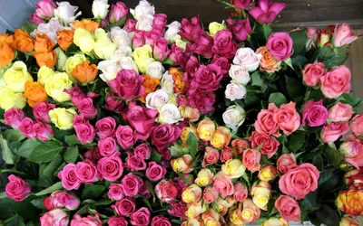 Цветы Розы розы, цветы, красивые, цветок, букет, природа фото, обои на рабочий  стол