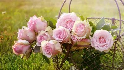 Фон рабочего стола где видно розовые розы, букет, цветы, корзина, трава,  красивые обои, 2560х1440