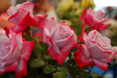 Картинки цветы самые красивые розы (70 фото) » Картинки и статусы про  окружающий мир вокруг