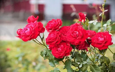 Цветы розы, букет, куст фото, обои на рабочий стол