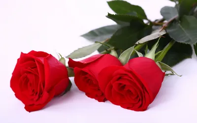 Красивые картинки на рабочий стол красивые розы