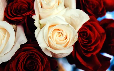 Красивые розы на заставку - 71 фото