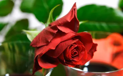Свежие розы на рабочий стол (27 обоев) » Обои для рабочего стола, красивые  картинки. Ежедневно