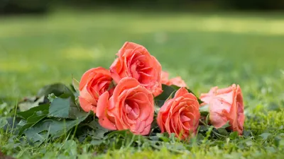 Обои на рабочий стол Красивые розы лежат на траве, обои для рабочего стола,  скачать обои, обои бесплатно