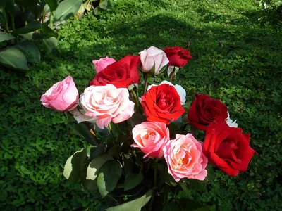 Розы на лугу в вазе - красивые обои и фото установить на рабочий стол, тема  - цветы.