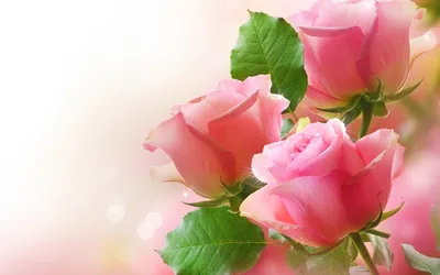 Цветы Розы, красивые фото, обои на рабочий стол