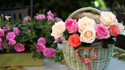 Обои розы, цветы, корзина, композиция, красиво картинки на рабочий стол,  фото скачать бесплатно