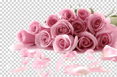 Букет роз на рабочий стол Pink, другие, Аранжировка цветов, компьютер,  другие png | Klipartz