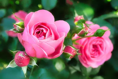 Красивые розы на заставку - 61 фото