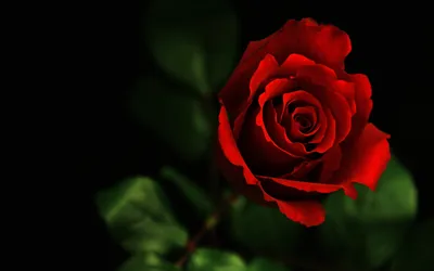 Красивая роза обои для рабочего стола, картинки и фото - RabStol.net