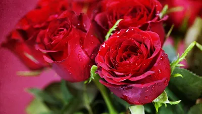 Фон рабочего стола где видно красные розы, цветы, букет, бутоны, очень  красивые обои для гаджетов, red roses, flowers, bouquet, buds, very  beautiful wallpapers for gadgets