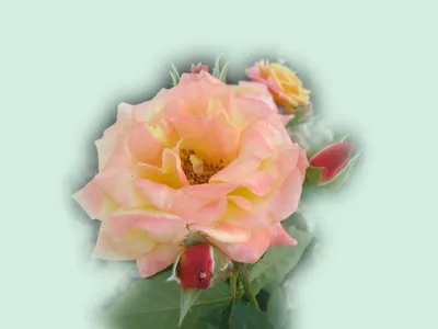 Красивые Розы - Обои для рабочего стола