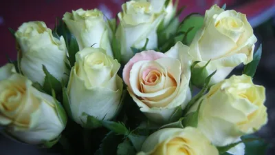 Красивые белые розы для женщин - обои для рабочего стола, картинки, фото