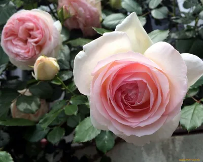 Обои Цветы Розы, обои для рабочего стола, фотографии цветы, розы, розовый  Обои для рабочего стола, скачать обои картинки заставки… | Фотография  цветов, Розы, Цветы