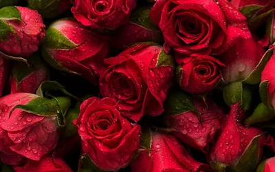 Красные розы обои на рабочий стол - 69 фото