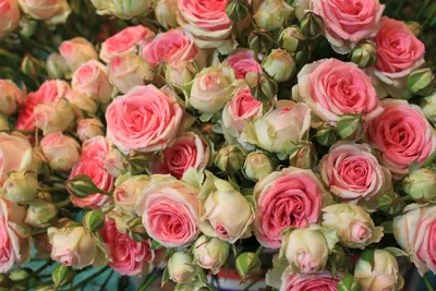 Букет красивых роза цветочном ряду - обои на рабочий стол