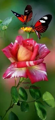 Красивые розы обои на телефон [41+ изображений]