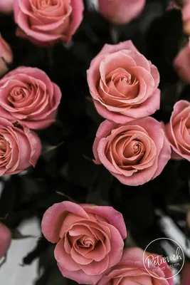 garden roses, розовые розы, розовые розы картинки, обои на рабочий стол  розовые розы, красивые розы, розы, Свадебный декор Москва