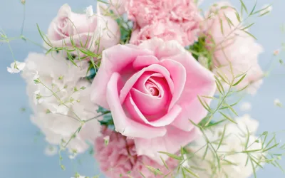 Красивые розы на заставку - 82 фото