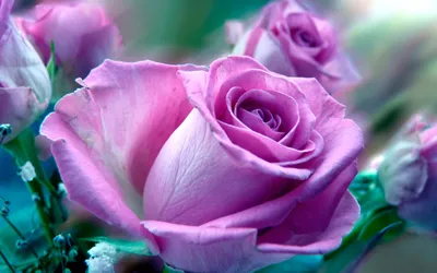 Фон рабочего стола где видно pink roses, flowers, bouquet, buds, beautiful  wallpaper, розовые розы, цветы, букет, бутоны, красивые обои, różowe róże,  kwiaty, bukiet, pąki, piękne tapety