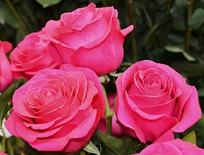 Фото нежные розовые розы - обои на рабочий стол