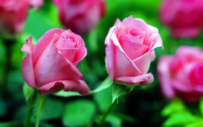 Обои на рабочий стол Нежные красивые розы, обои для рабочего стола, скачать  обои, обои бесплатно
