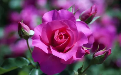 Красивая роза на розовой ткани :: Стоковая фотография :: Pixel-Shot Studio