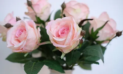 Розы на заставку (67 фото)