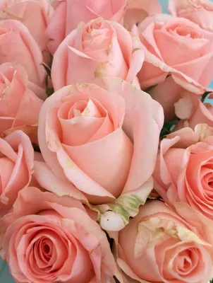 Красивые розы картинки фото