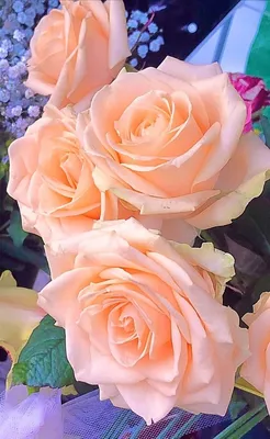 Пин от пользователя Sandy Odegard на доске Roses | Коралловые розы, Красивые  цветы, Красивые розы