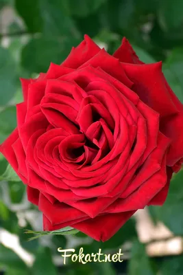Красивые розы, артикул: 333066534, с доставкой в город Канаш