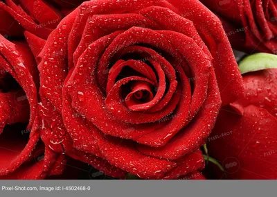 Заказать красивые розы в коробке FL-1788 купить - хорошая цена на красивые  розы в коробке с доставкой - FLORAN.com.ua