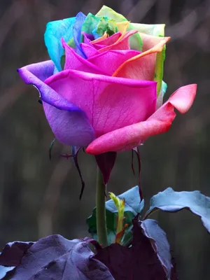 Как облегчить уход за розами? Всегда красивые и здоровые розы в вашем саду