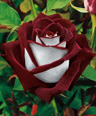 Нежные розы, роза, розовая роза,…» — создано в Шедевруме