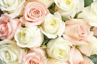 Красивые розы в солнце Adn сада Стоковое Фото - изображение насчитывающей  украшение, естественно: 118805888