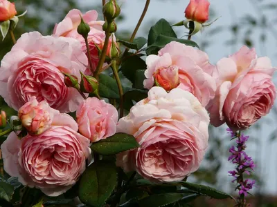 Розы для подруги, мамы с бесплатной доставкой по Щёлково - LILIUM