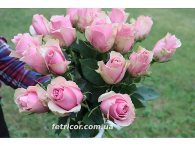 Красивый букет из 45 роз pink floyd по цене 14626 руб. заказать с доставкой  по Москве - свежие цветы от интернет-магазина \"Во имя розы\"