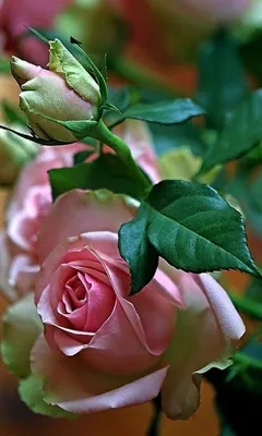 Букет красивых роз, букет роз Киев доставка, розы букет киев, купить букет  роз в Киеве, красивые розы с доставкой, розовые розы купить киев, стильный  букет роз