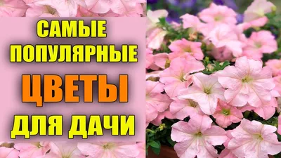 Цветы на даче: как красиво посадить, схемы посадки, ландшафтный дизайн  перед домом, кустарники на клумбе - 34 фото