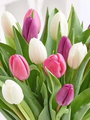 Красивые цветы тюльпаны картинки фото