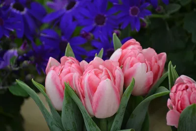 Яркие красивые цветы в утренней …» — создано в Шедевруме