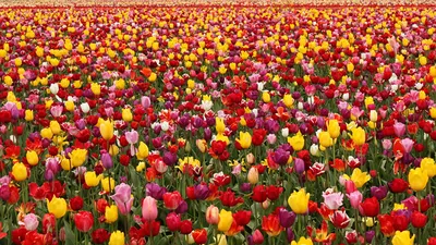 Желтые тюльпаны на фоне бежевой. Красивые цветы Springyellow Стоковое Фото  - изображение насчитывающей пасха, лепесток: 209620438