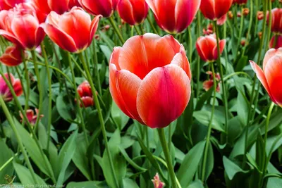 Тюльпан темно-розовый | купить недорого тюльпаны в розницу | доставка по  Москве и области