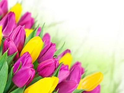С какими цветами сочетаются тюльпаны - обзор основных композиций
