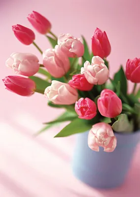 Очень красивые фото и картинки цветов - тюльпан, лилейник, гербера, роза
