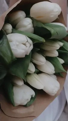 картинки : Тюльпаны, цветы, цветок, красивая, лепесток, оранжевый, Рыжих,  тюльпан, Крупным планом, цветущее растение, весна, Семейство лилий,  Многолетнее растение 6000x4000 - - 1624982 - красивые картинки - PxHere