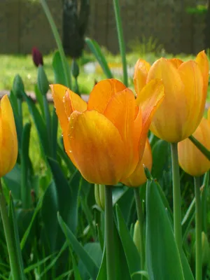 картинки : природа, цвести, луг, цветок, цветение, тюльпан, весна, Флора,  полевые цветы, Тюльпаны, цветущее растение, Семейство лилий, Наземный завод  4530x3020 - - 1047263 - красивые картинки - PxHere