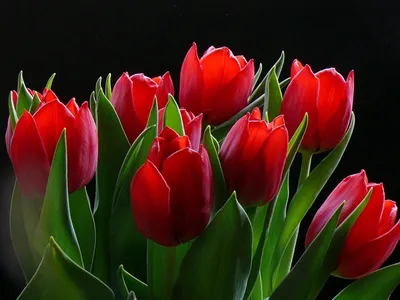 Тюльпан красно-желтый | купить недорого | доставка по Москве и области |  Roza4u.ru