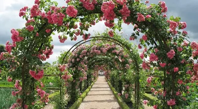 Ландшафтный дизайн, красивый сад , в…» — создано в Шедевруме