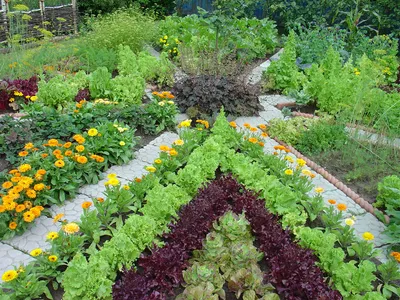 Малоуходный сад для ленивых: как сделать, что посадить